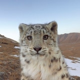 sneps