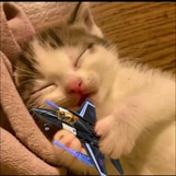 doompy
