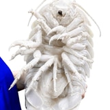 isopod